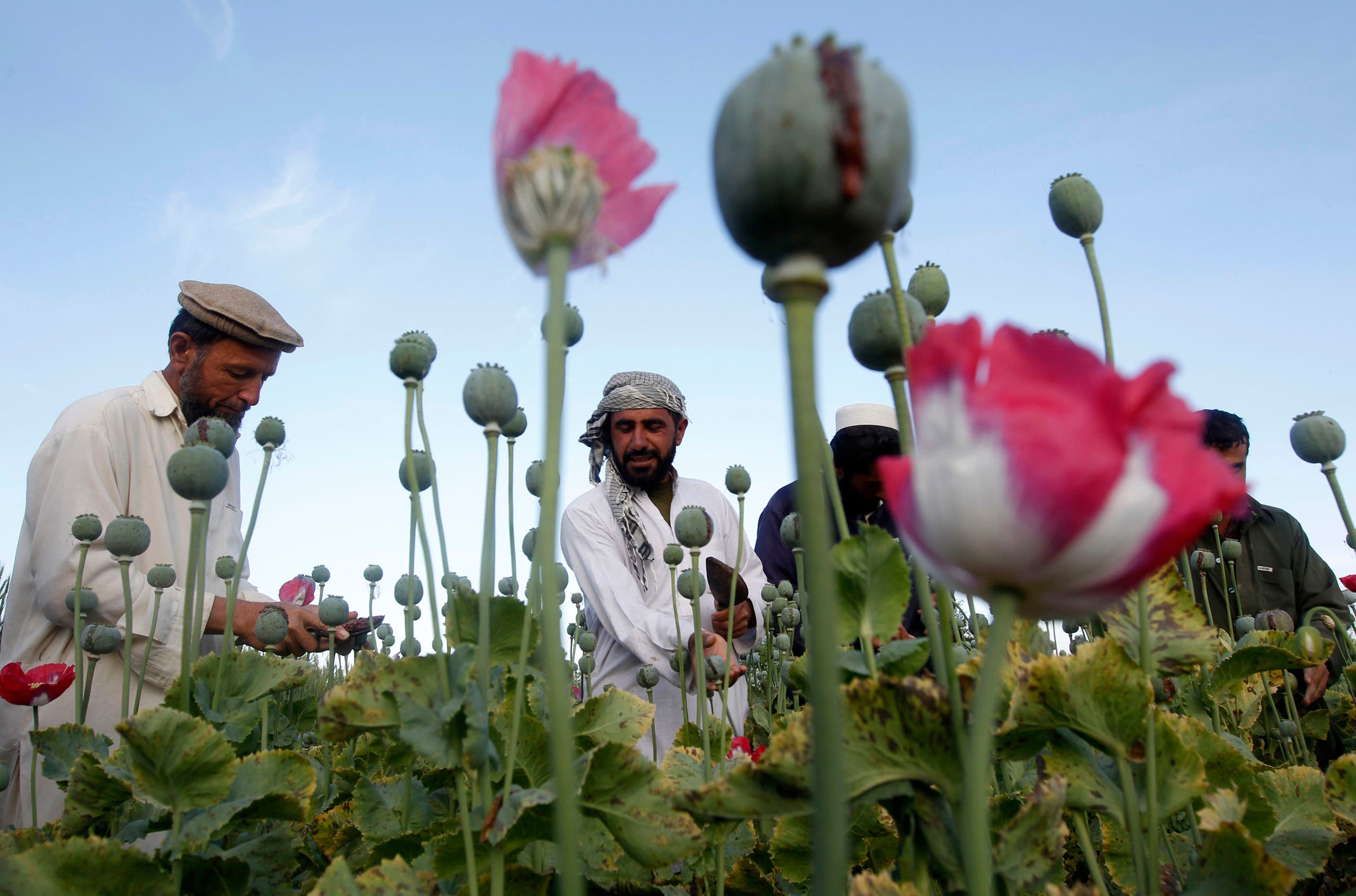 مزارعو الأفيون في أفغانستان (رويترز)